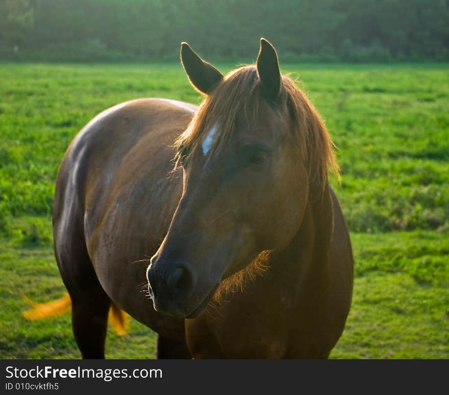 Sunlit chestnut horse in a grassy field. Sunlit chestnut horse in a grassy field