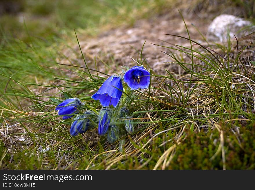 Flower in the slovakian mountains