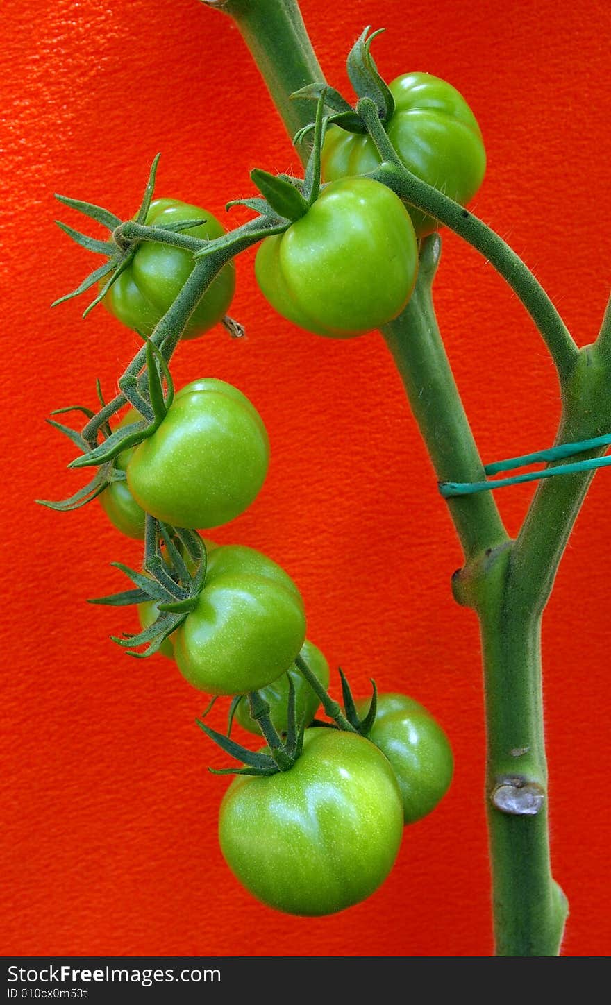 Green Tomatoes