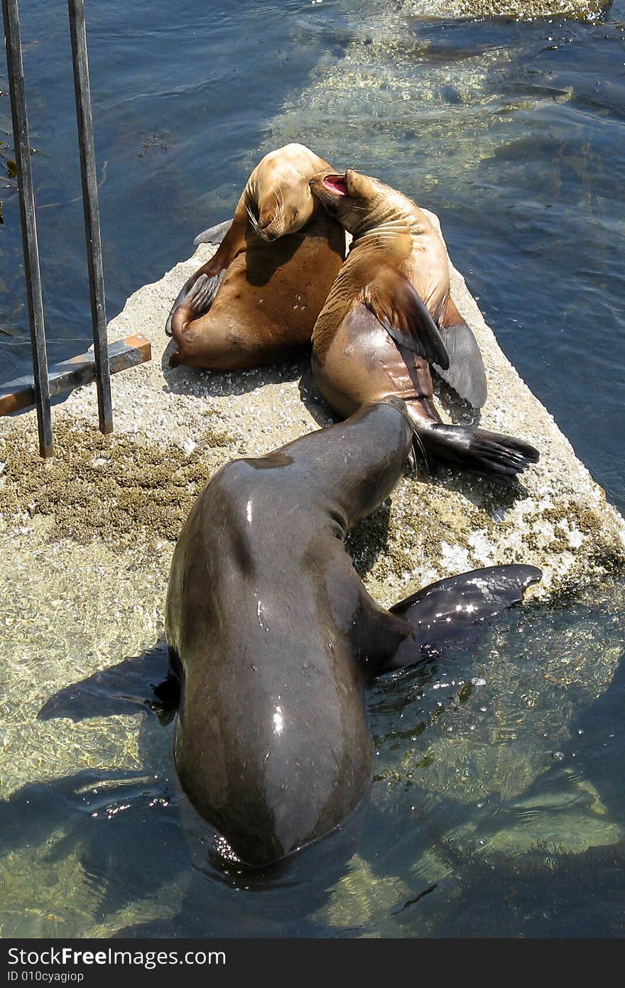 California sea lions