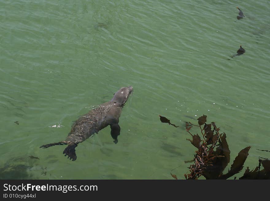 California sea lion