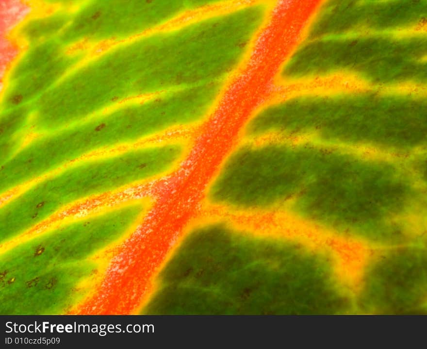 Red Stripe Macro Leaf