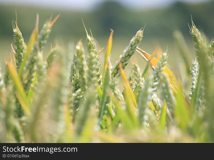 Field of wheat