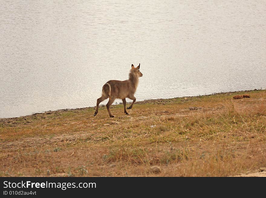 Female Waterbuck