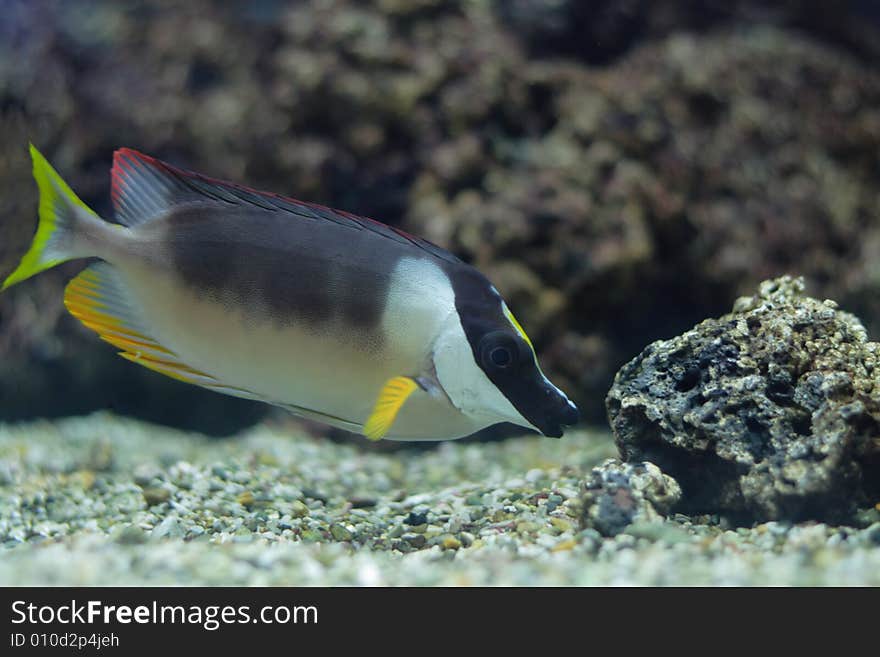 Tropical rabbitfish in aquarium