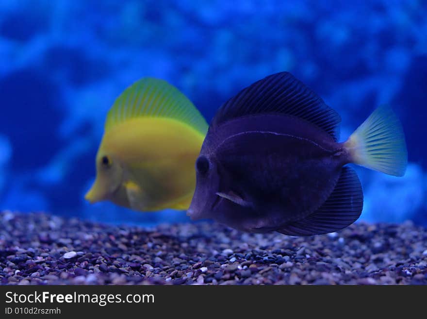 Yellow and purple zebrasoma