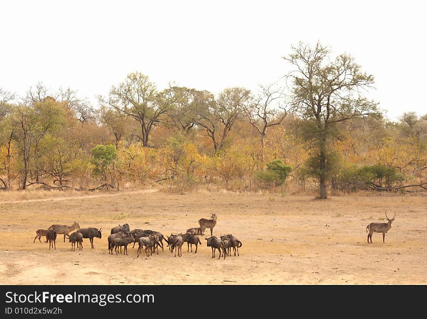 Migration Of Wildebeest