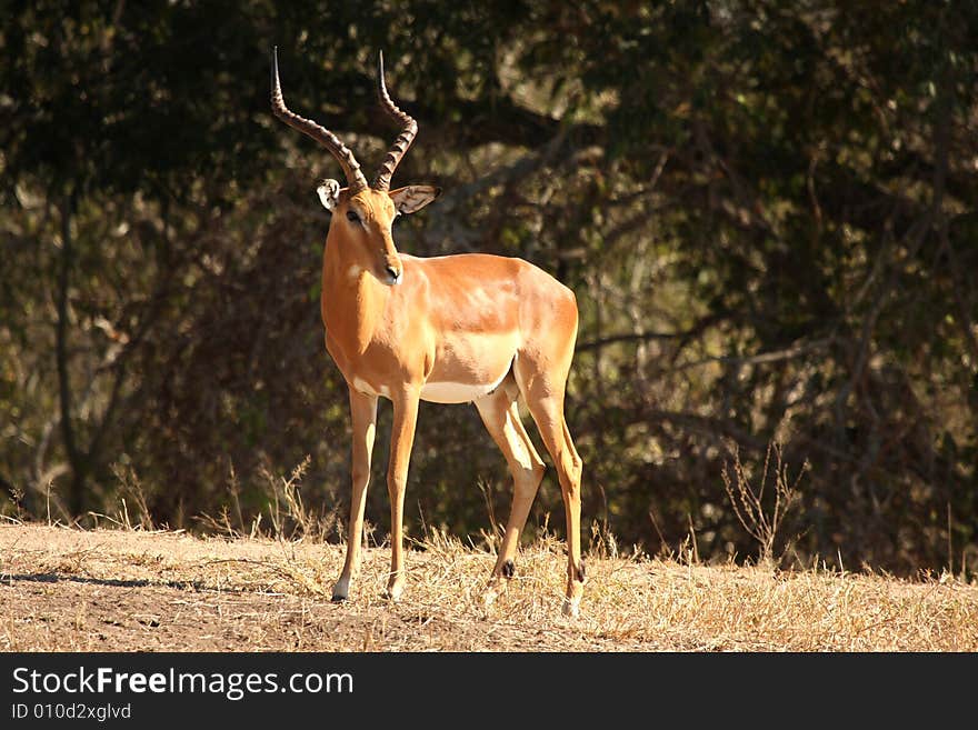 Male Impala