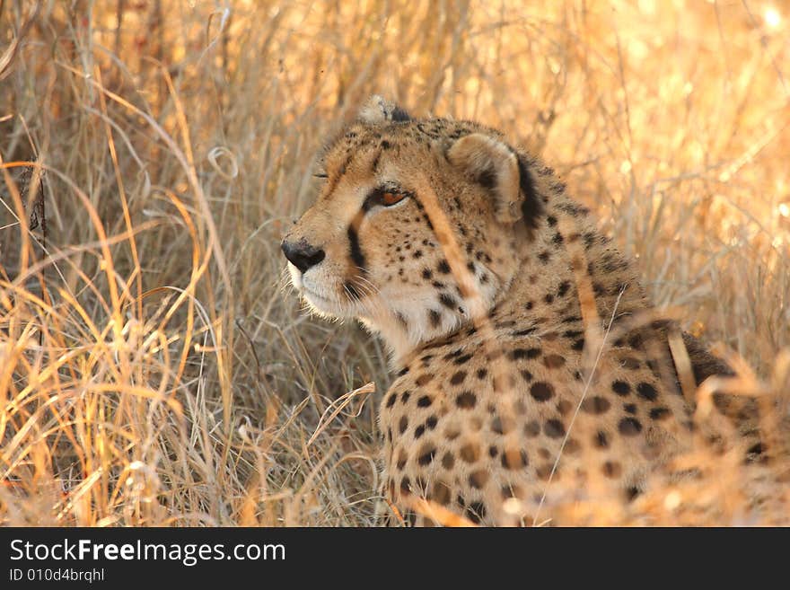 Cheetah