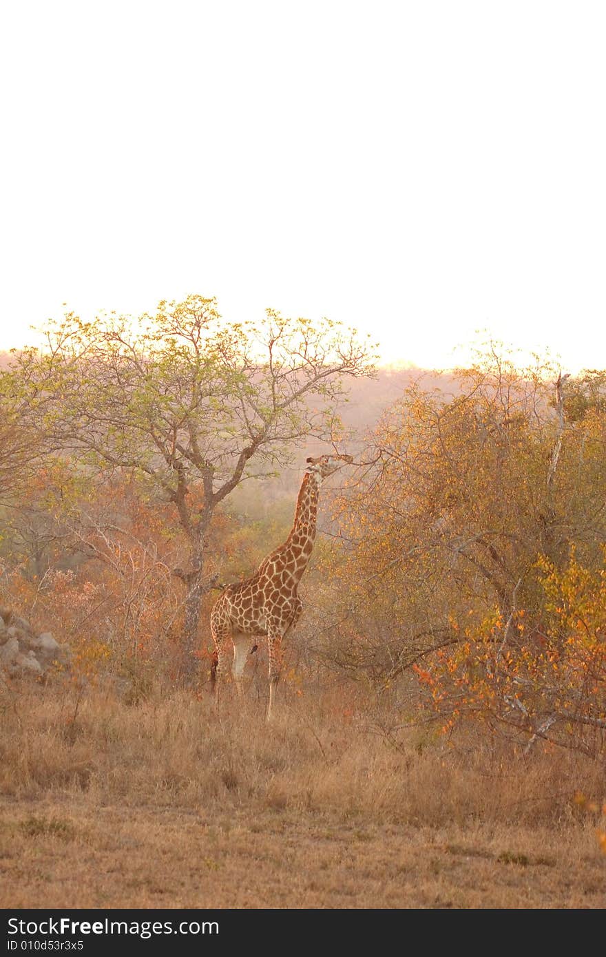 Giraffe in Sabi Sands