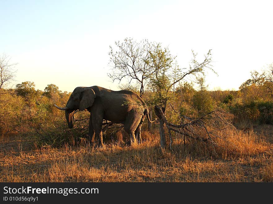 Elephant in Sabi Sands