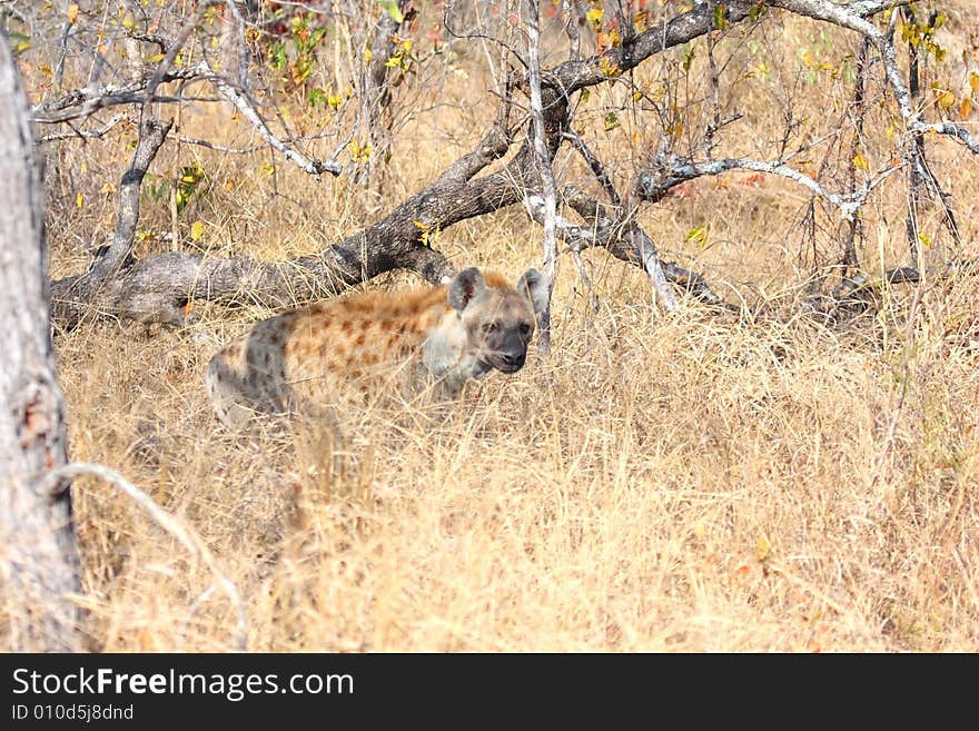 Hyena in Sabi Sands