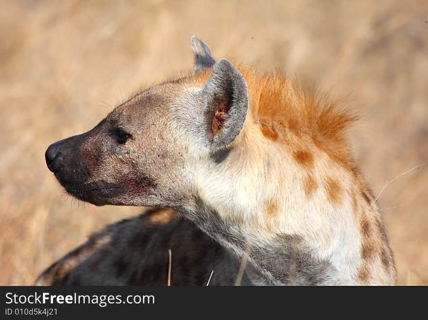 Hyena in Sabi Sands