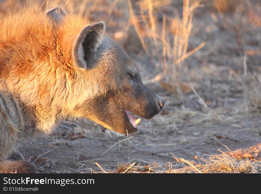 Hyena In Sabi Sands