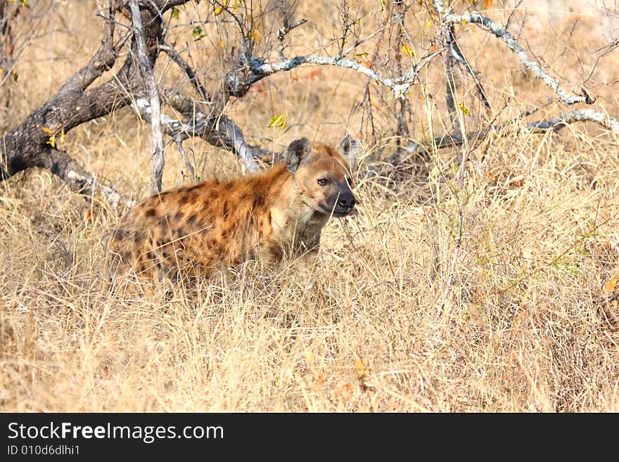 Hyena in Sabi Sands