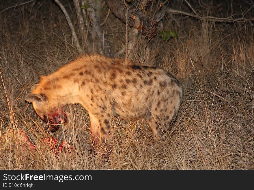 Hyena on a kill in Sabi Sands