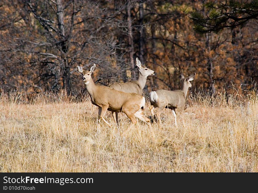 A grouping of 3 Mule Deer doe