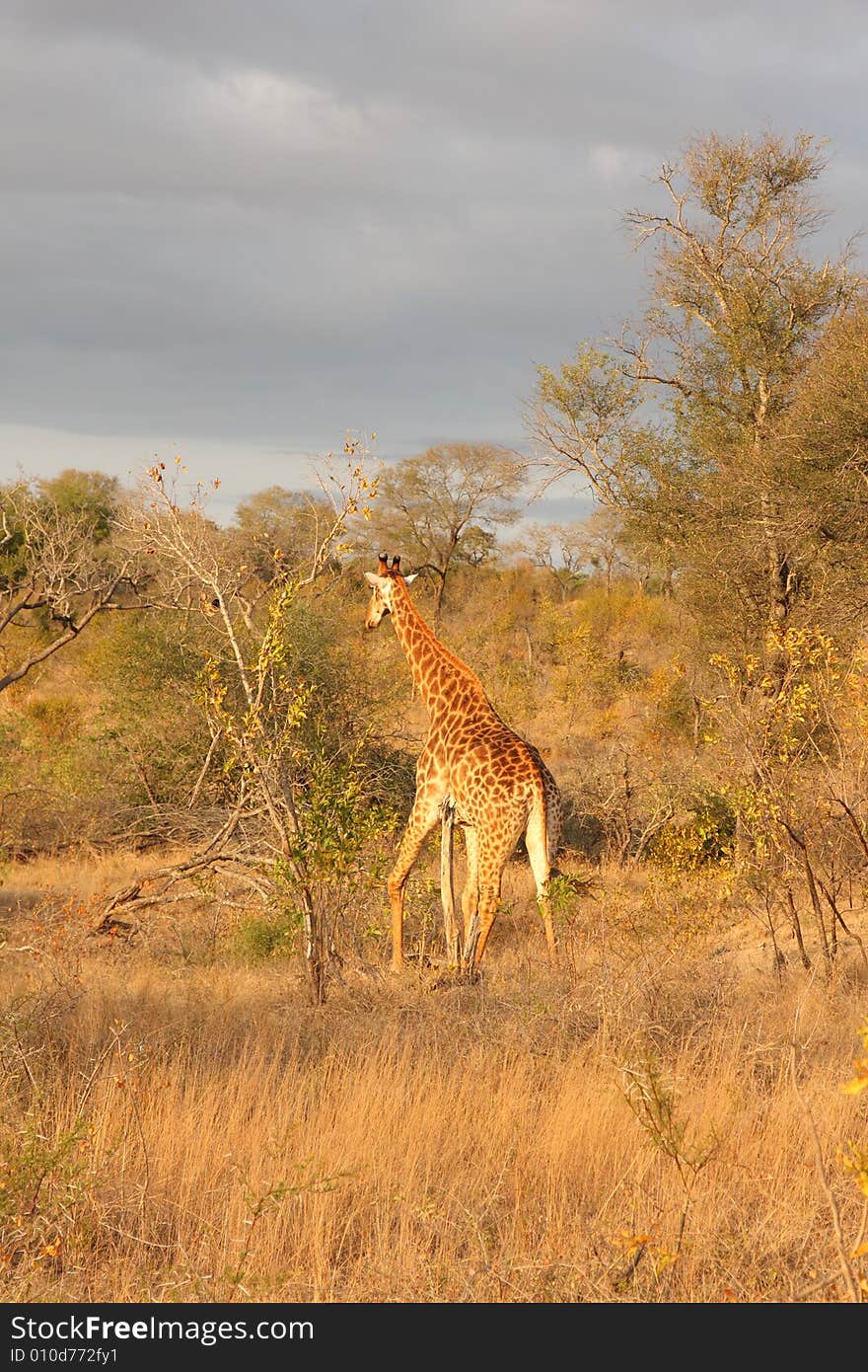 Giraffe In Sabi Sands