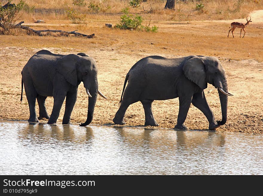 Elephant in Sabi Sands