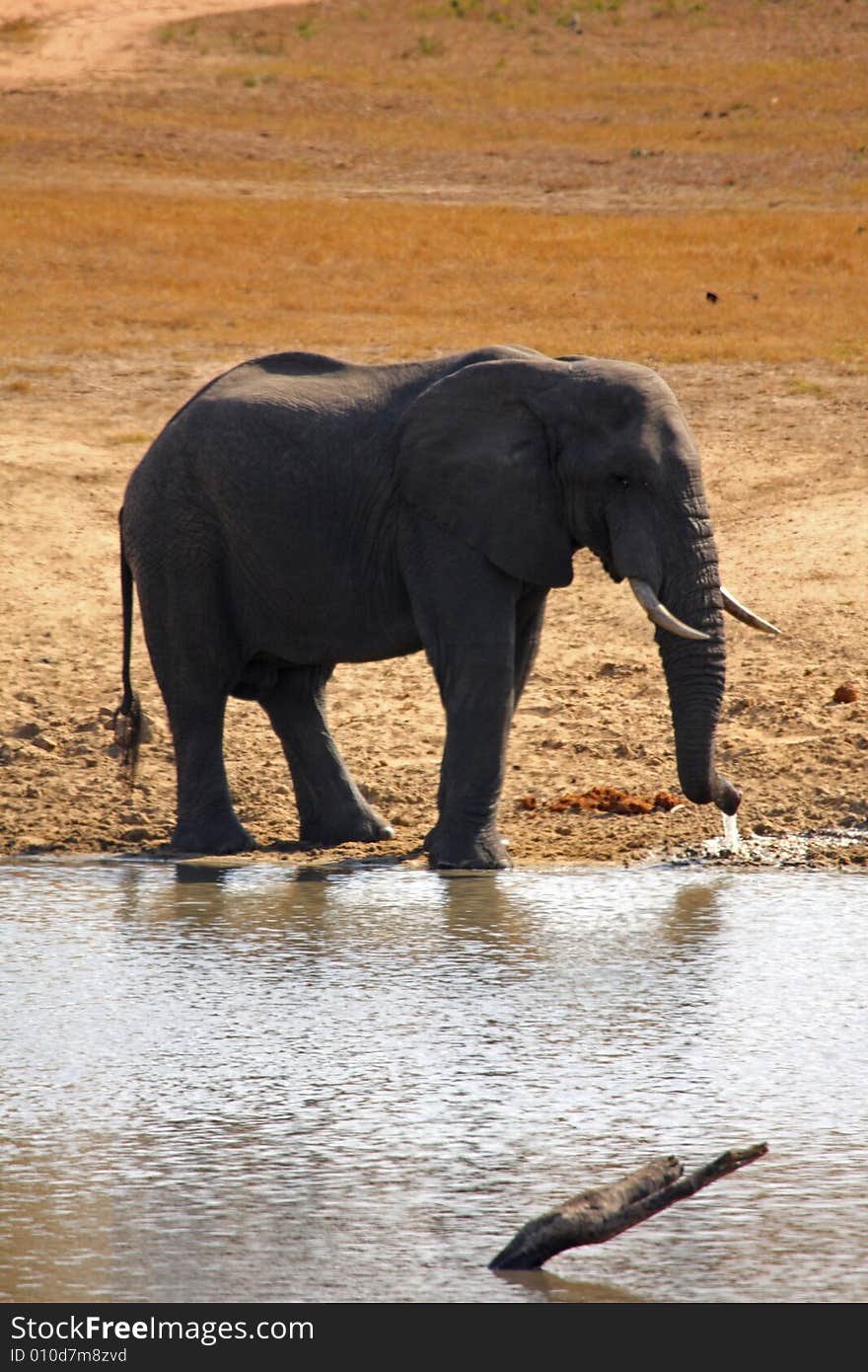 Elephant in the Sabi Sand Reserve. Elephant in the Sabi Sand Reserve