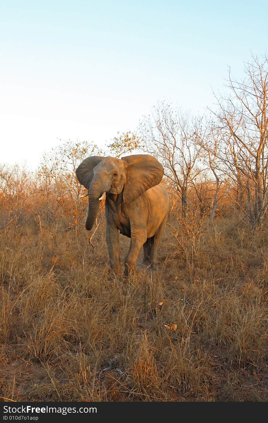 Elephant in Sabi Sands