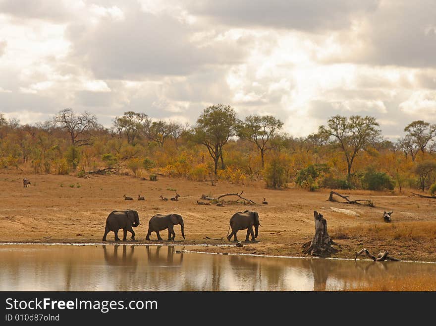 Elephant in the Sabi Sand Reserve. Elephant in the Sabi Sand Reserve