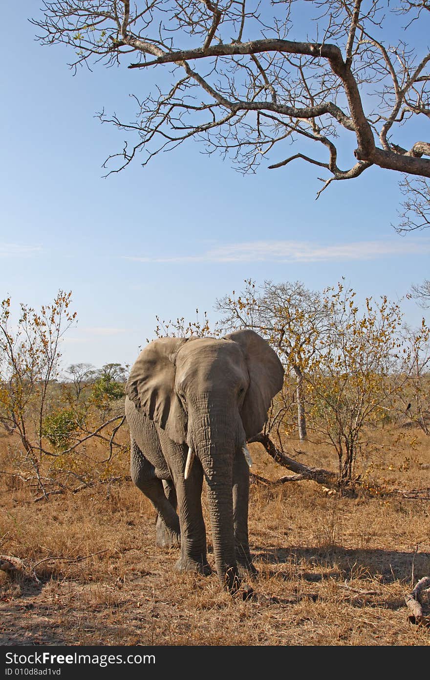 Elephant in the Sabi Sand Reserve. Elephant in the Sabi Sand Reserve