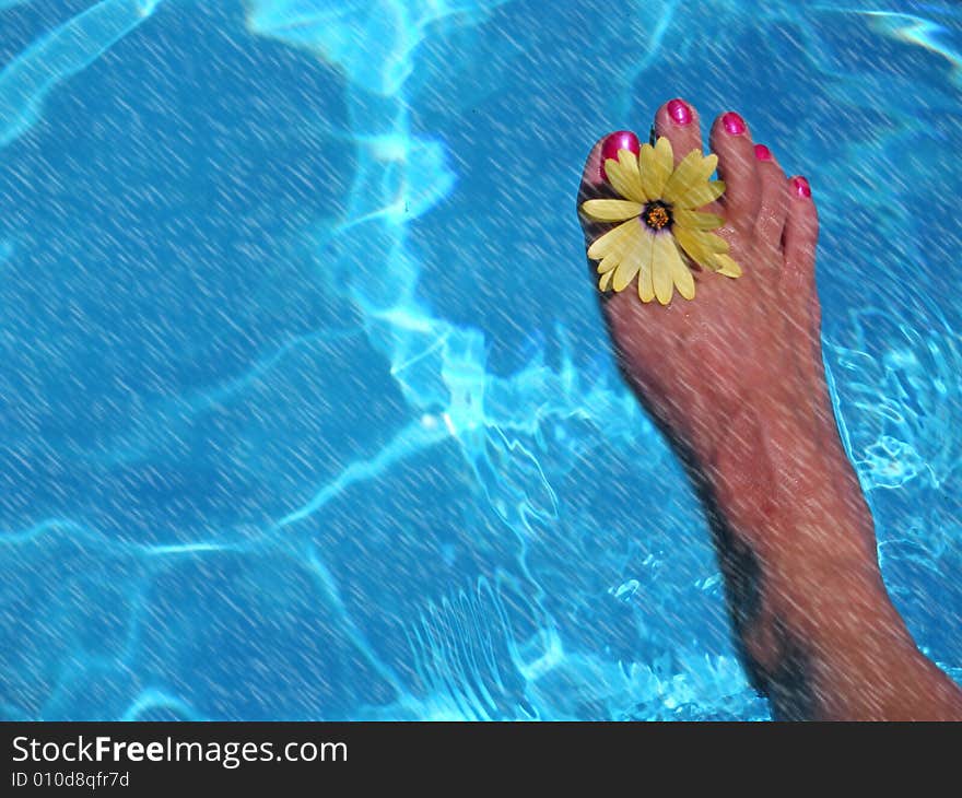 Pretty pedicured foot with daisy in the rain. Pretty pedicured foot with daisy in the rain.