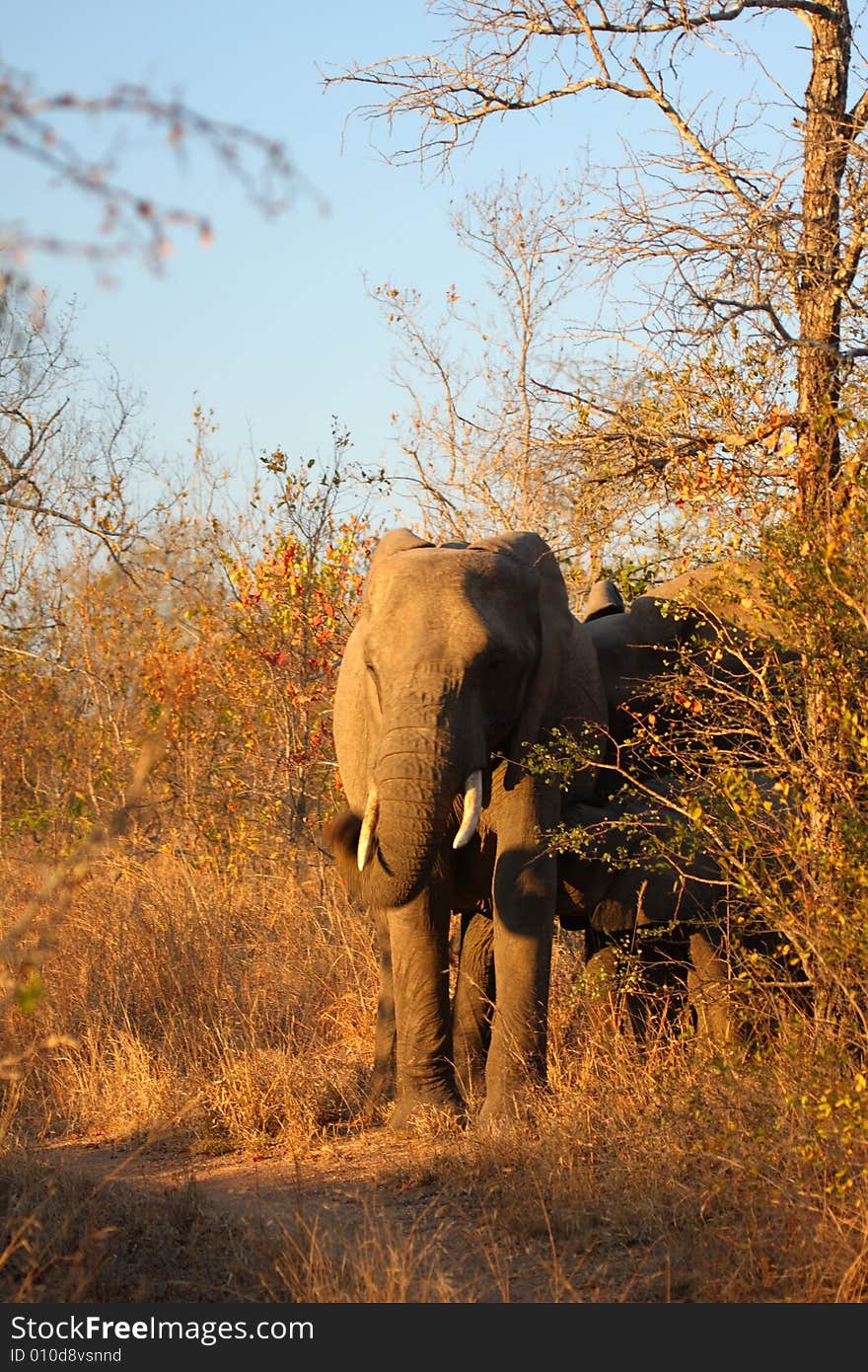 Elephant In Sabi Sands