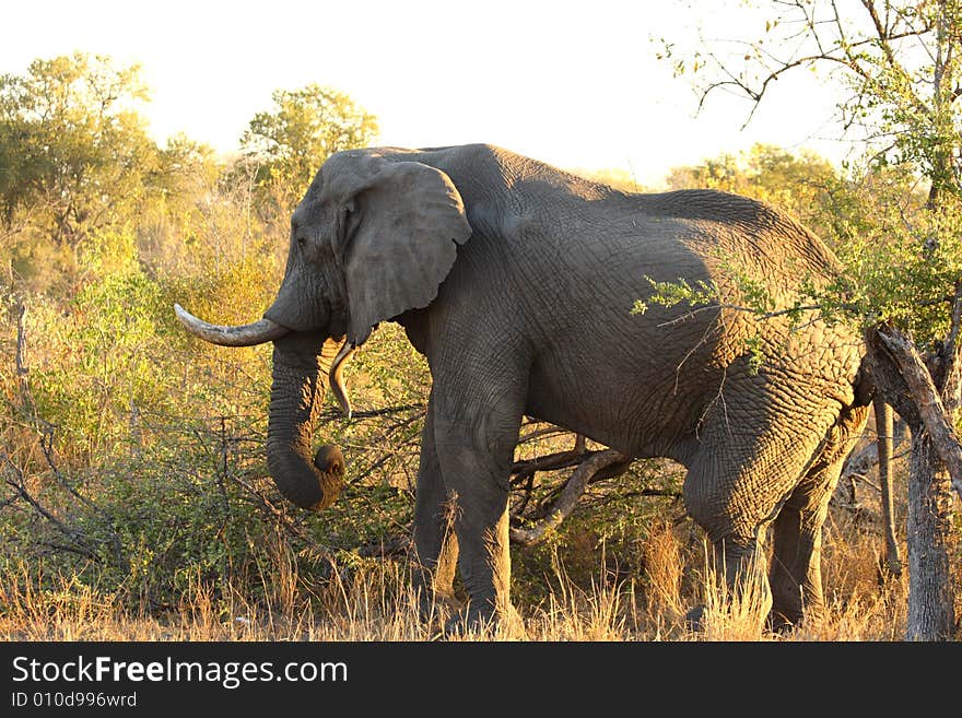 Elephant in the Sabi Sand Reserve. Elephant in the Sabi Sand Reserve