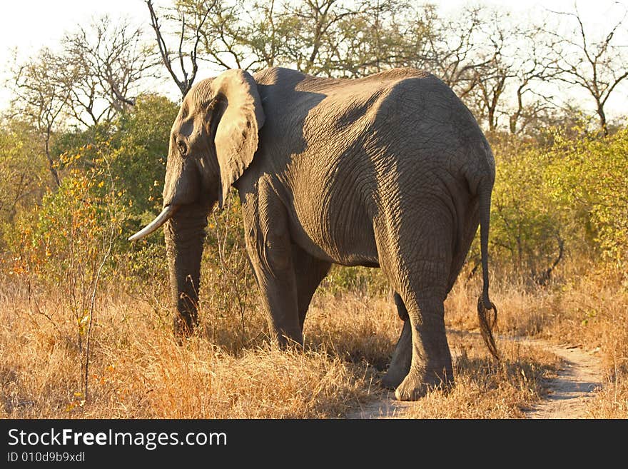 Elephant in the Sabi Sand Reserve. Elephant in the Sabi Sand Reserve