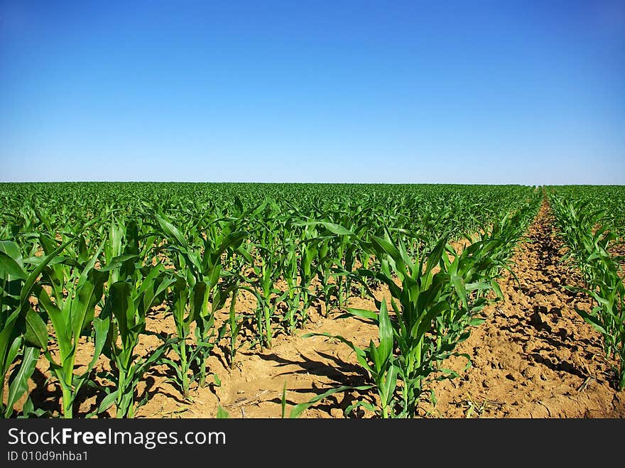 Row of corn on an agricultural field. Row of corn on an agricultural field.