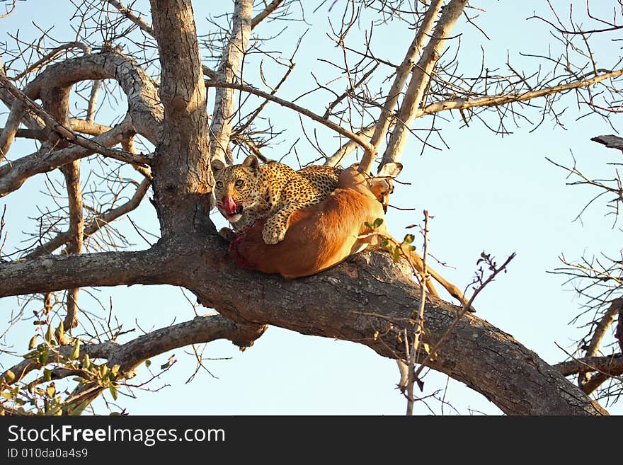 Leopard in a tree with kill