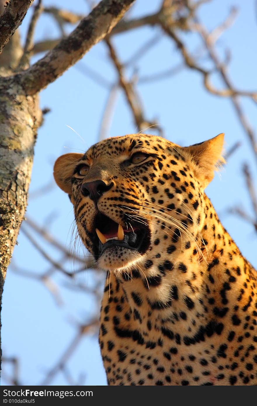 Leopard in a tree