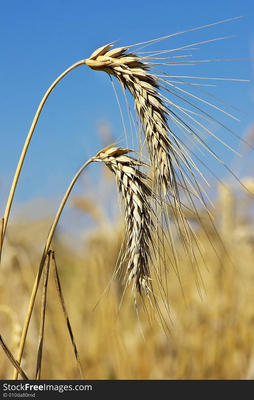 Spikes of the wheat .