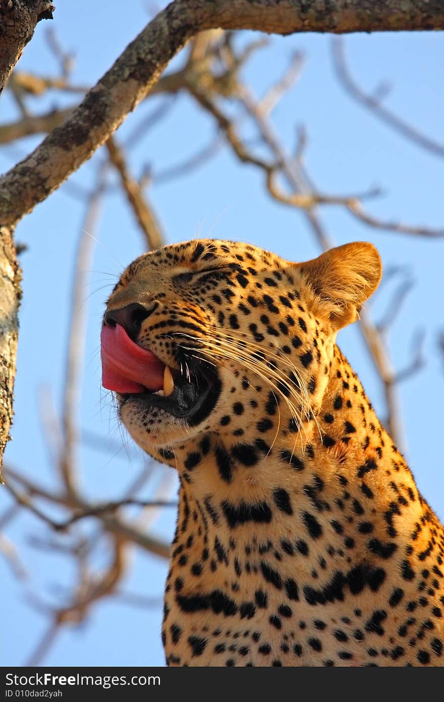 Leopard in a tree in the Sabi Sands Reserve