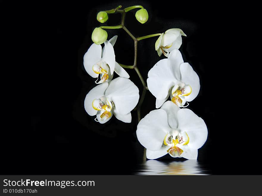 Pretty orchids with reflection isolated on black. Pretty orchids with reflection isolated on black.