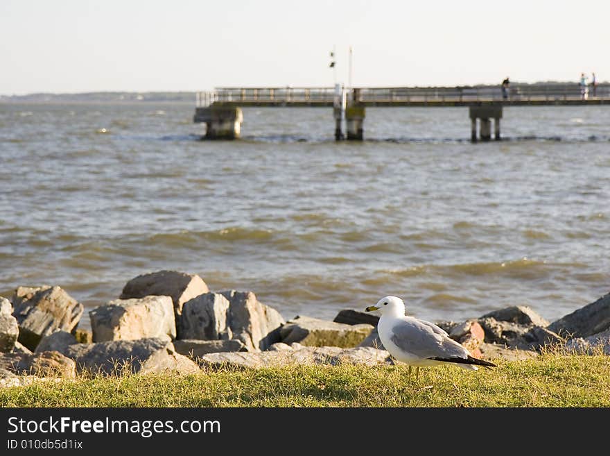 Seagull and Pier