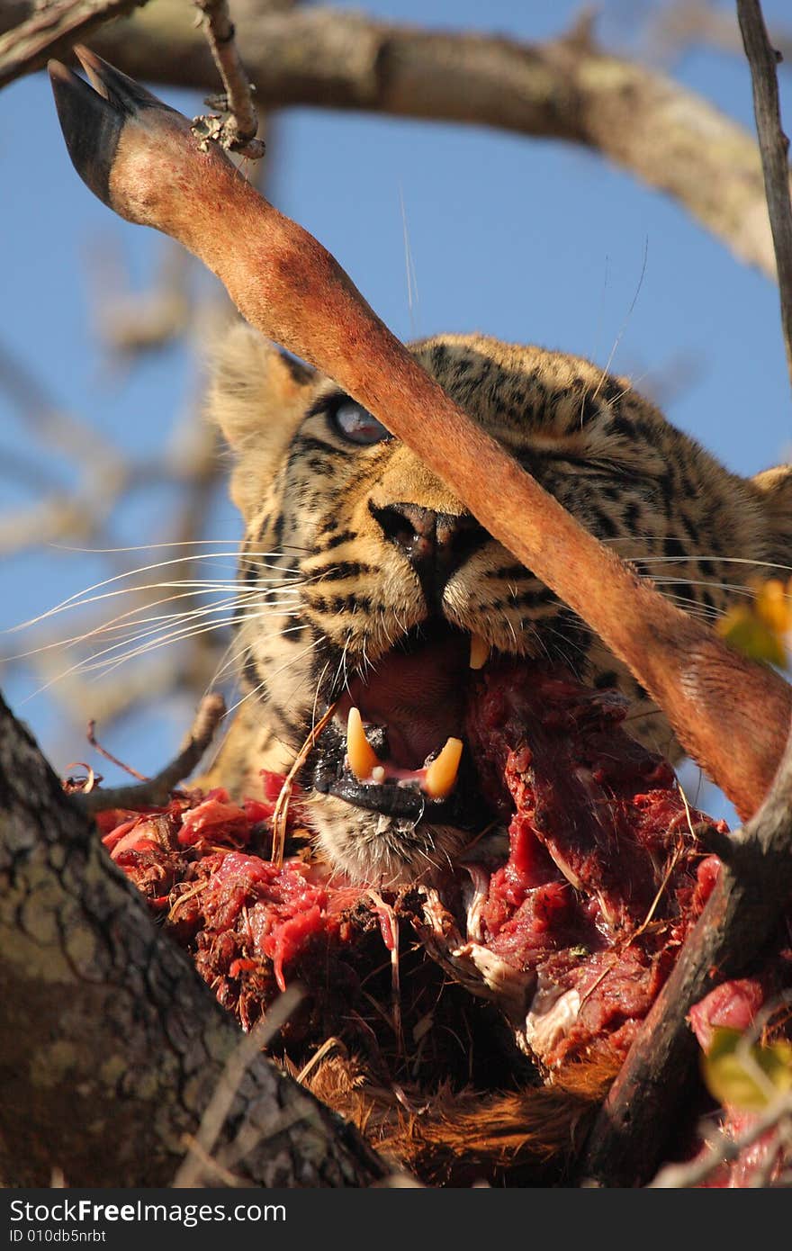 Leopard in a tree with kill in Sabi Sands Reserve