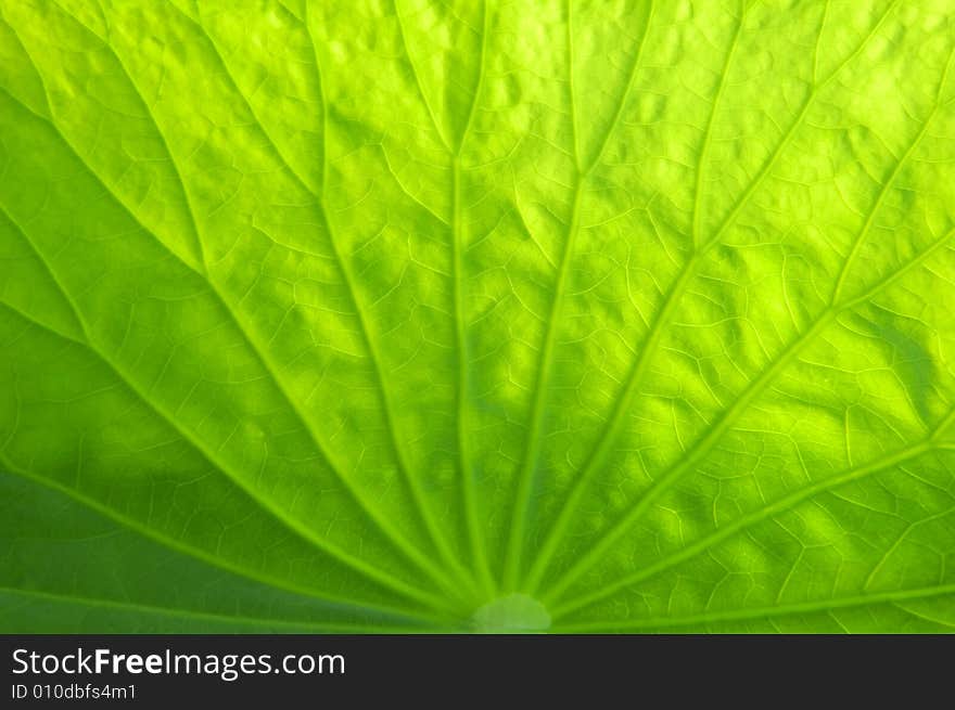 Lotus leaf vein under backlighting