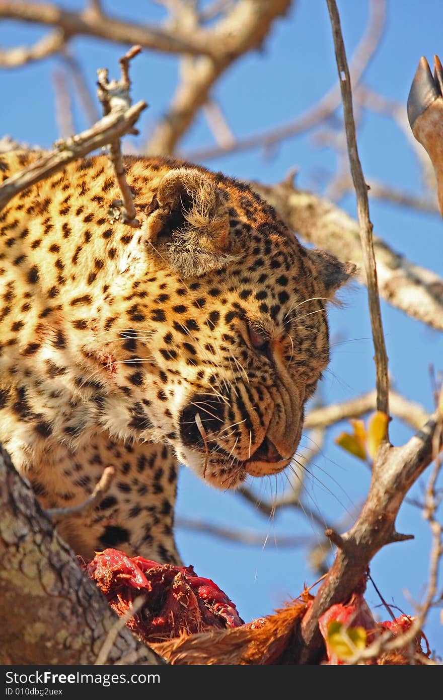 Leopard in a tree with kill in Sabi Sands Reserve