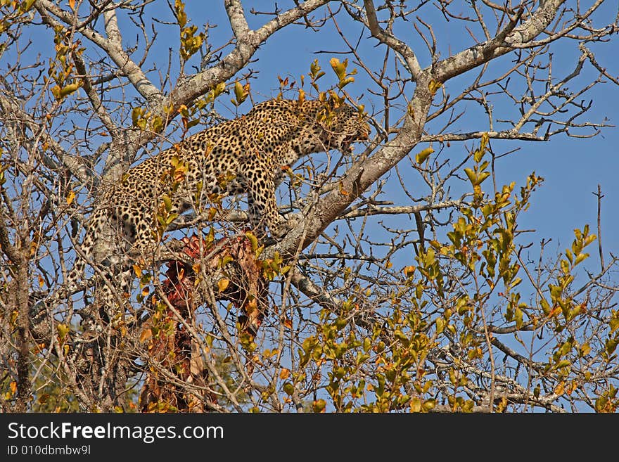 Leopard In A Tree With Kill