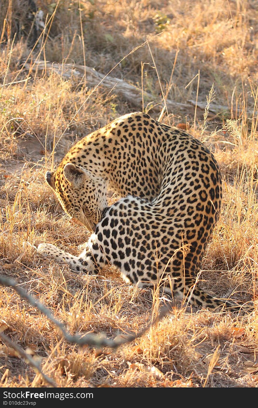 Leopard in the Sabi Sands Reserve