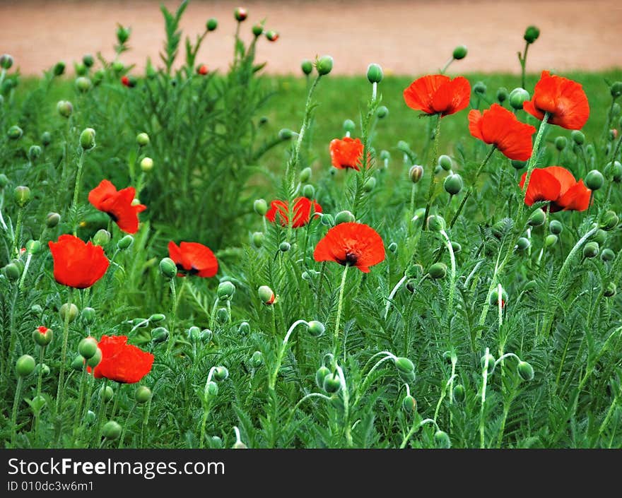 Flowers red maquis, poppies, flower garden, flowerbed, summer scene