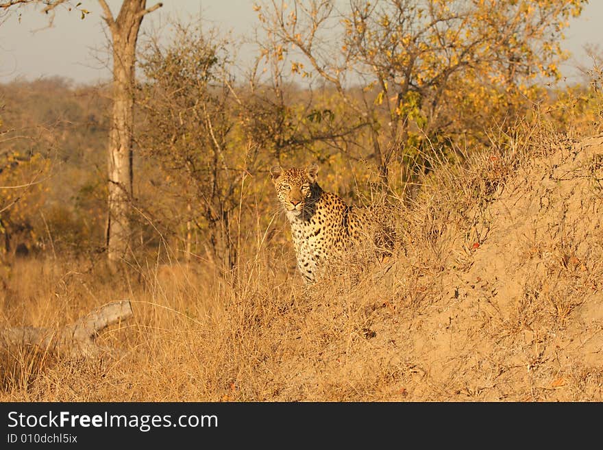 Leopard In The Sabi Sands