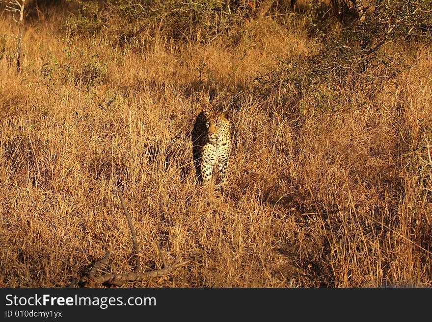 Leopard in the Sabi Sands