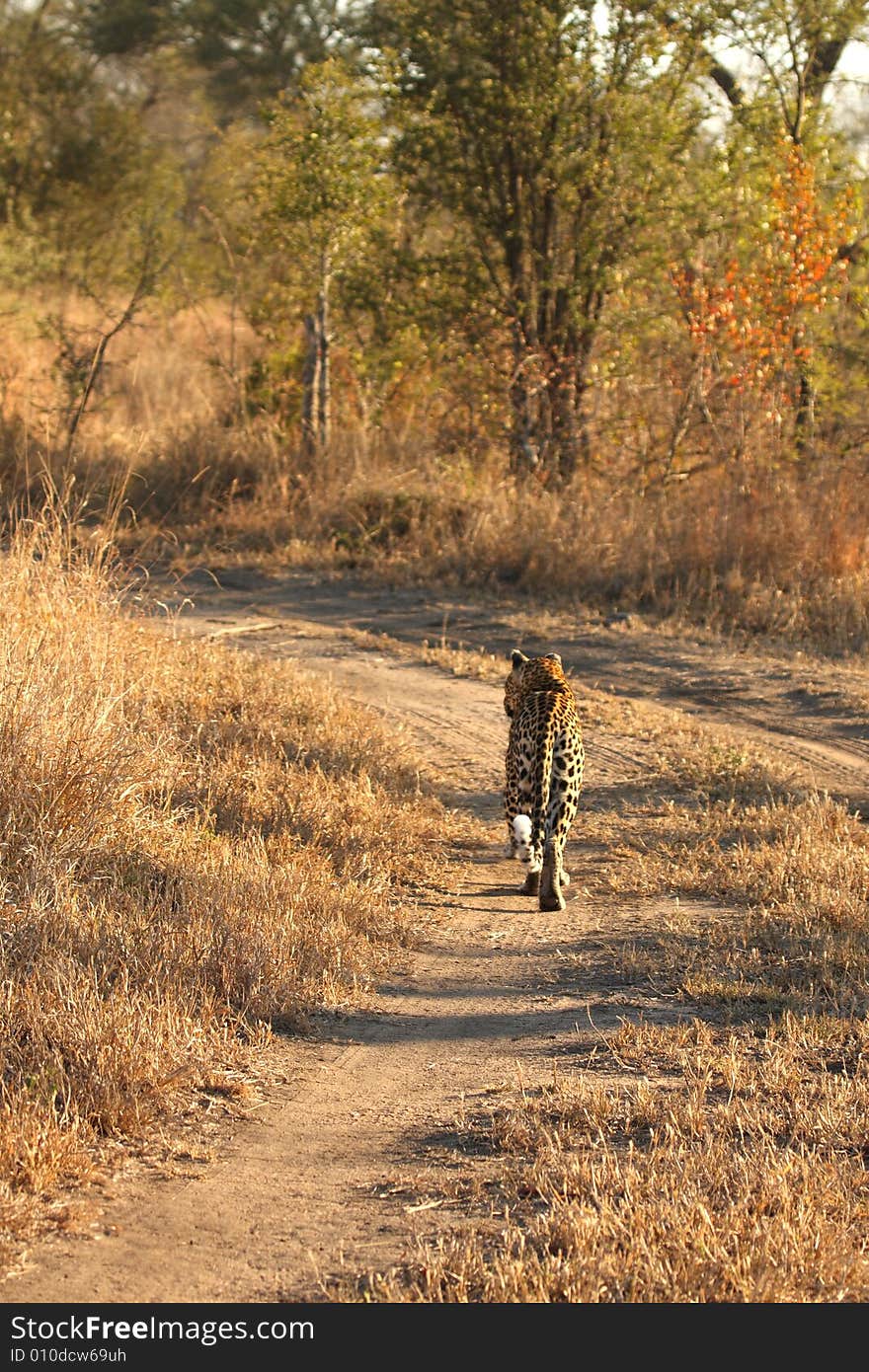 Leopard in the Sabi Sands Reserve