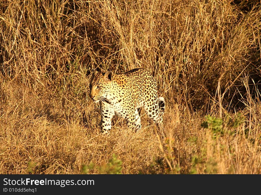 Leopard in the Sabi Sands Reserve