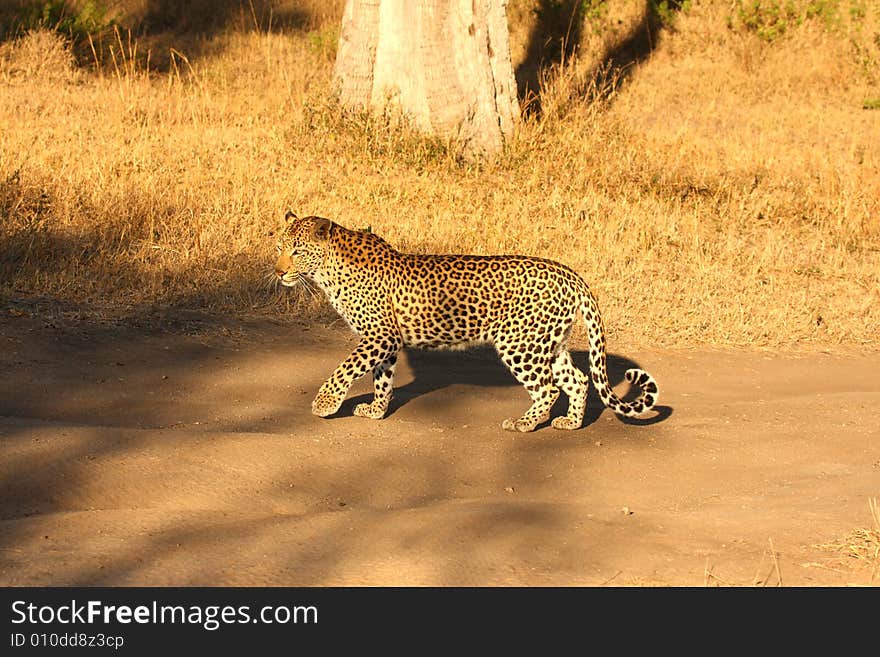 Leopard in the Sabi Sands Reserve