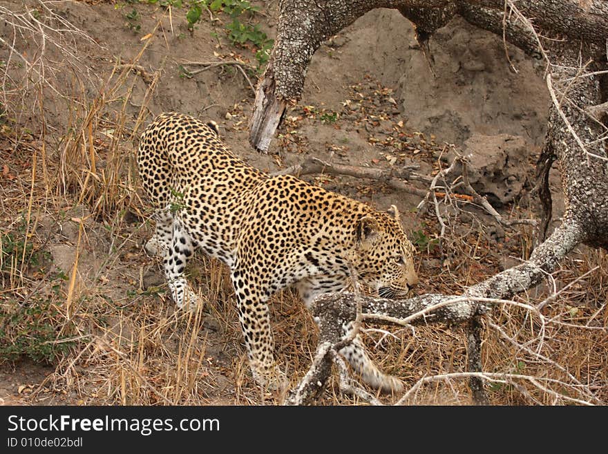 Leopard in the Sabi Sands